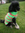 pull  chien tricoté main vert fluo taille  30cm